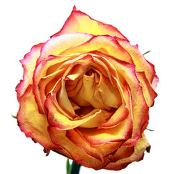 Similar image 307410