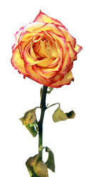 Similar image 307411