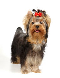 Similar image 307915