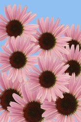 Similar image 309537