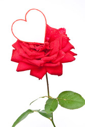 Similar image 309543