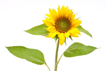 Similar image 309760