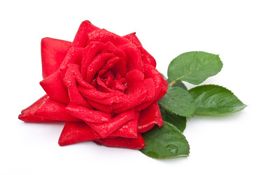 Similar image 310395