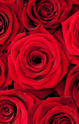 Similar image 310463