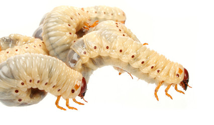 Similar image 310540