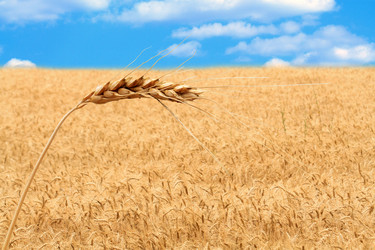 Similar image 310609