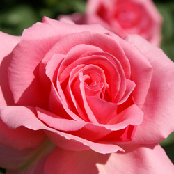 Similar image 310742