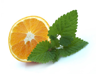 Similar image 310847