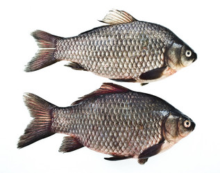 Similar image 310925