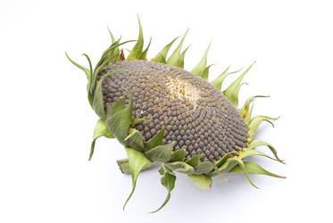 Similar image 311370