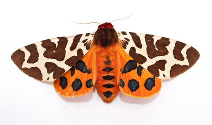 Similar image 311409