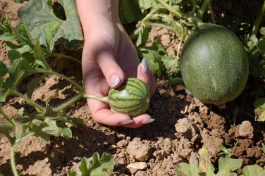 Similar image 312525