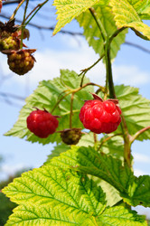 Similar image 312607