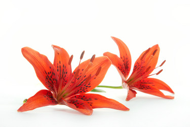 Similar image 312735