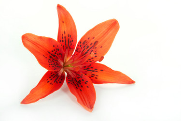 Similar image 312736