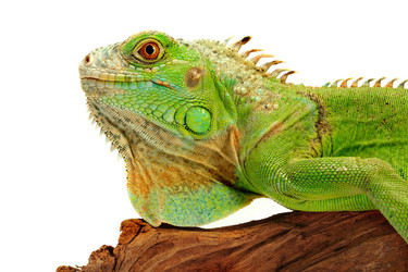 Similar image 313000