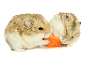 Similar image 313020