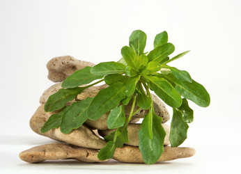 Similar image 313102