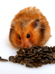 Similar image 313752