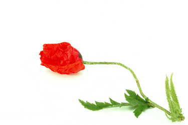 Similar image 314525