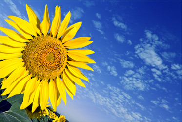 Similar image 315199