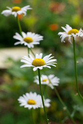 Similar image 316206