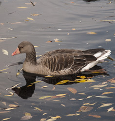 Similar image 316536