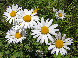 Similar image 316955