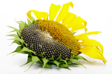 Similar image 317091