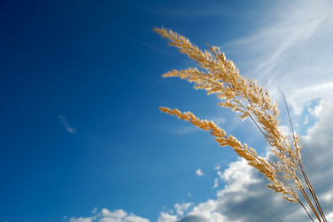 Similar image 317352