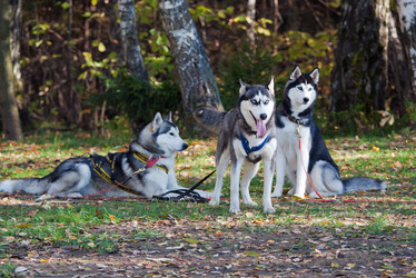 Similar image 317736