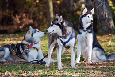 Similar image 317737