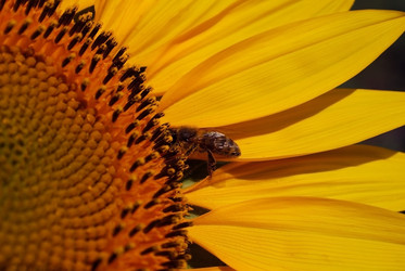 Similar image 317779