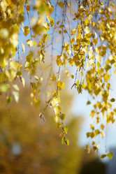 Similar image 318417