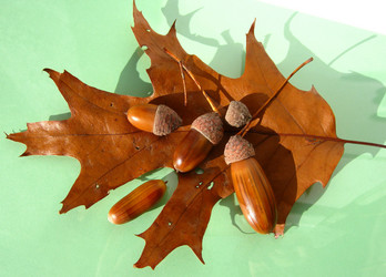 Similar image 318732