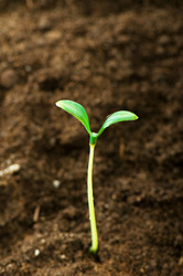 Similar image 319008