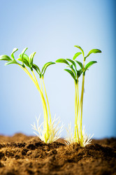 Similar image 319554