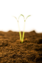 Similar image 319560