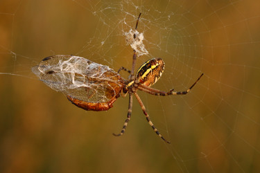 Similar image 319865