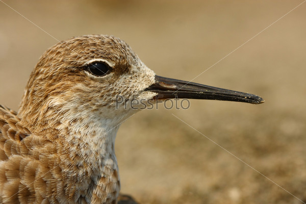 Птица С Длинным Носом Фото