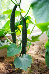 Similar image 321987