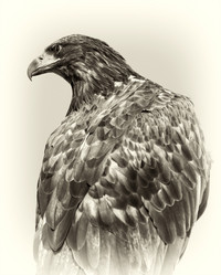 Similar image 323898