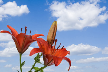 Similar image 325441