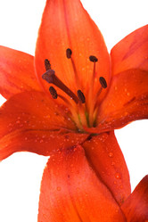 Similar image 325449