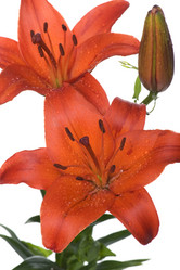 Similar image 325451