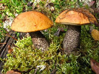 Similar image 325648