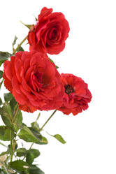 Similar image 327517