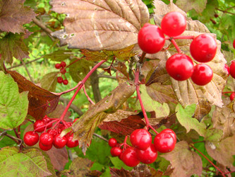 Similar image 331065