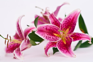 Similar image 332104