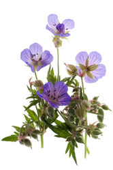 Similar image 332506